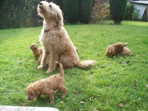 puppies-labradoodle-2-001.jpg